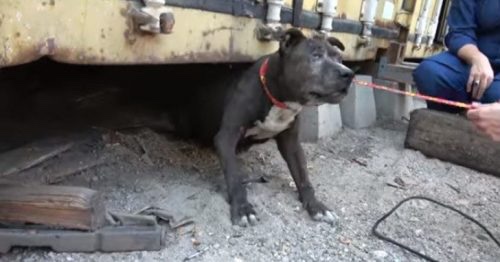 Dog that has been living in garbage for 9 years realized that his owner will never return 