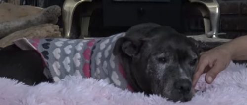 Rescued dog is sad because his owner abandoned him