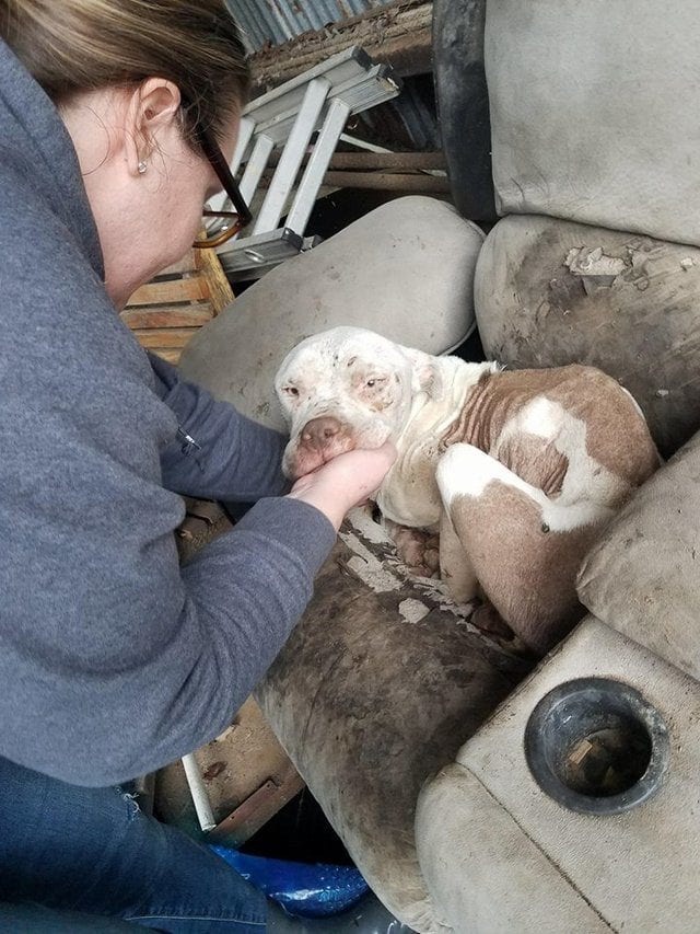 Dog hiding at an abandoned house