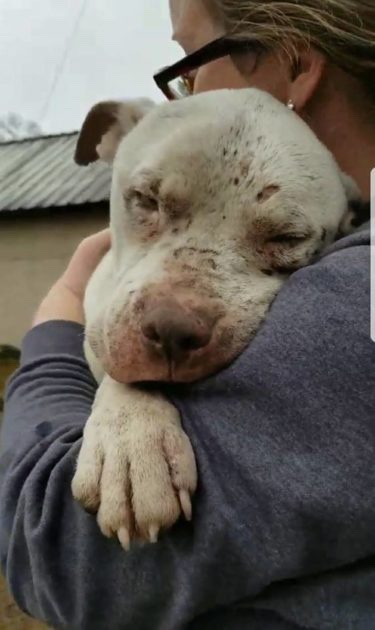 Rescued stray dog after living in an abandoned house 