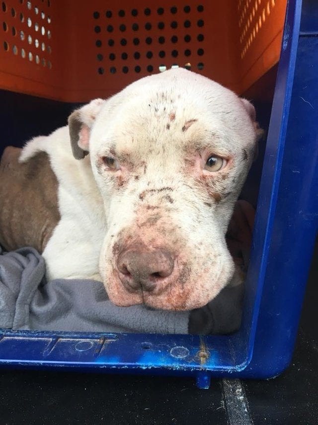 Poor stray dog living in an abandoned house 