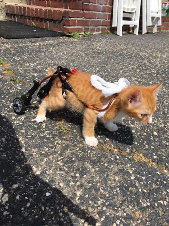 Paralyzed cat trying for the first time her wheelchair 