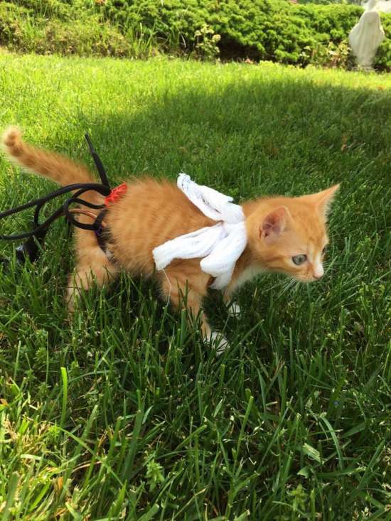 Little kitty in her wheelchair 