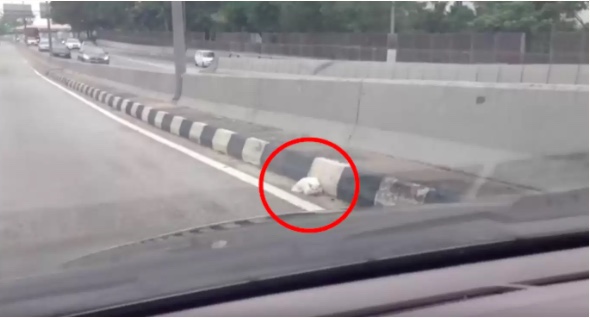 Poor cat was stuck under a plastic heavy thing in the highway 