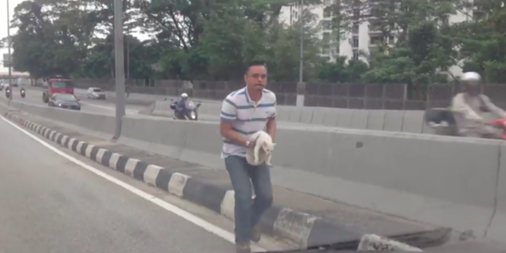 Man rescuing a cat on the highway 