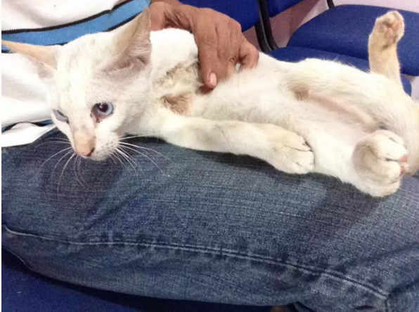 Poor cat got rescued from the highway 