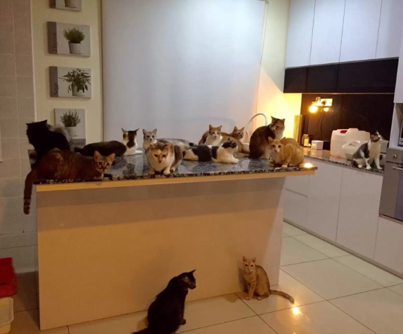 House full of rescued cats 