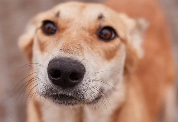 Faithful dog gets food for his owner every day 