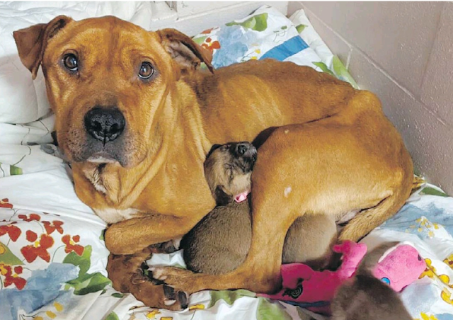 Mother dog protecting her newborn puppies even though she doesn’t have a home 