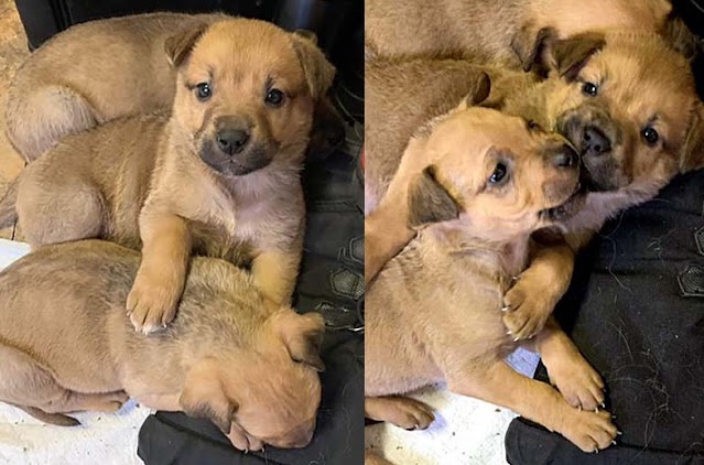 Five newborn puppies were saved in a difficult time by their mother 