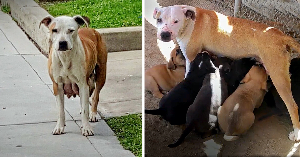 Mother dog searching for food for her newborn puppies so she can feed them with milk 