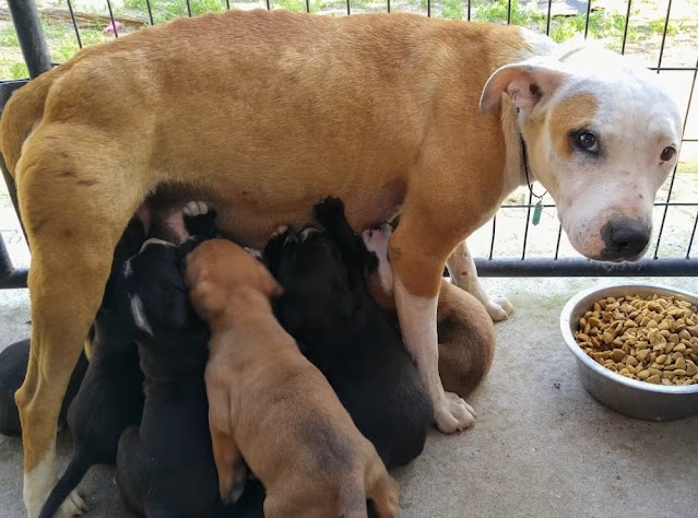 Dog rescued and is able now to feed her puppies with milk 