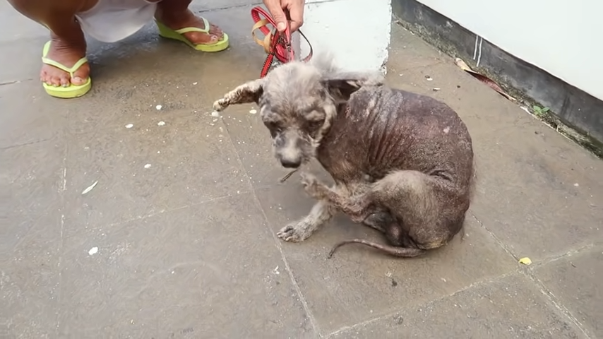 Dog refused by veterinarian because he was too desperate 