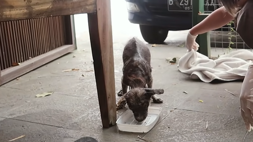 Dog decides to help himself because his vet didn’t 