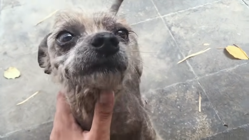 Dog getting help from a stranger 