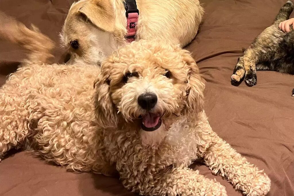 Puppy after he has been rescued and getting his health treated 