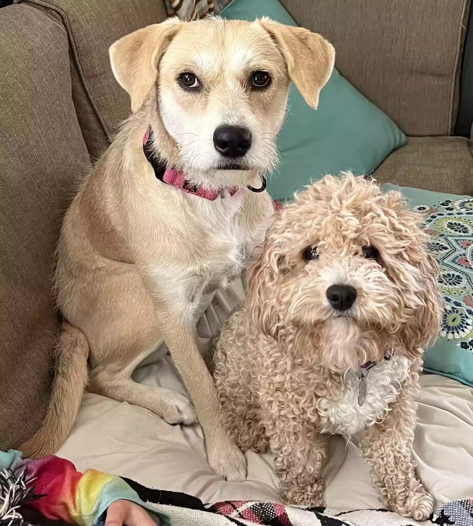 Rescued puppy found a loving home and a brother 