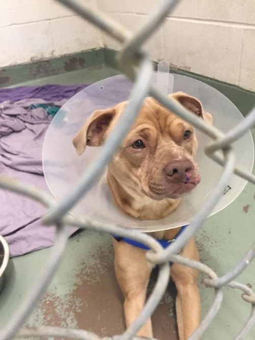 Poor puppy was rescued but forgotten at the shelter 