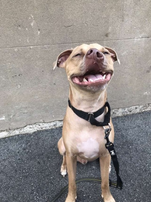 Dog has been waiting at the shelter to be adopted since he was rescued 