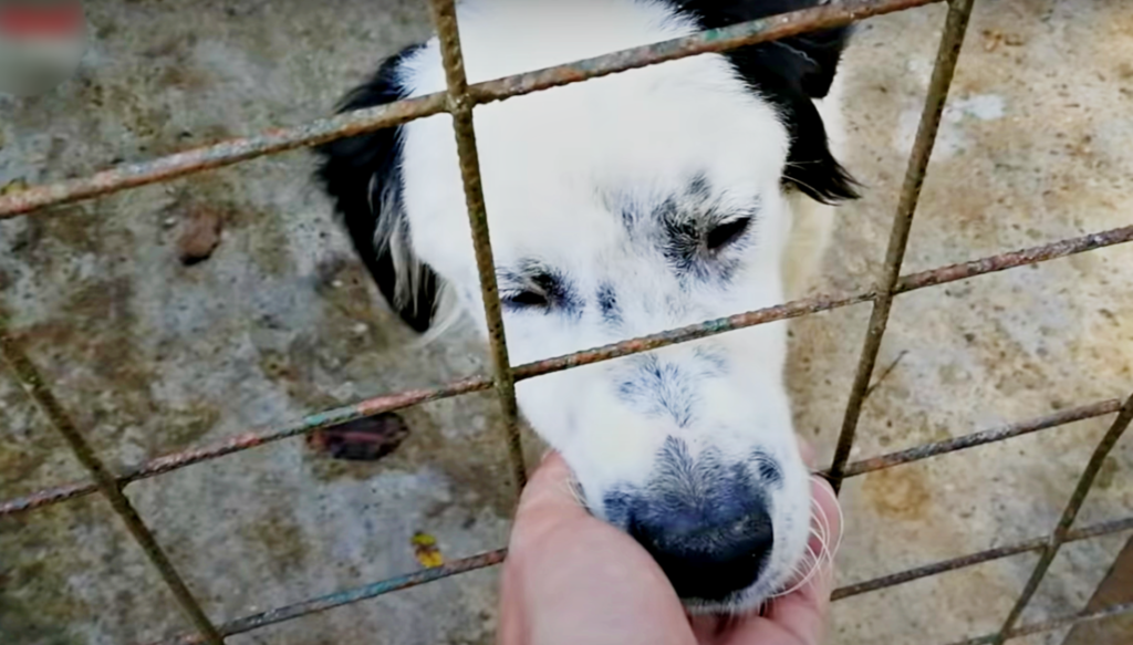 Dog waiting for adoption at the shelter 