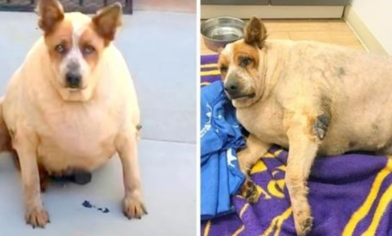 Obese dog found near a field