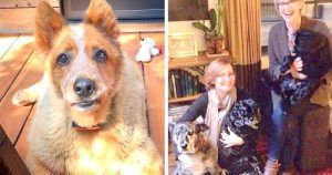 Obese dog got adopted by a loving family, but he died some years later