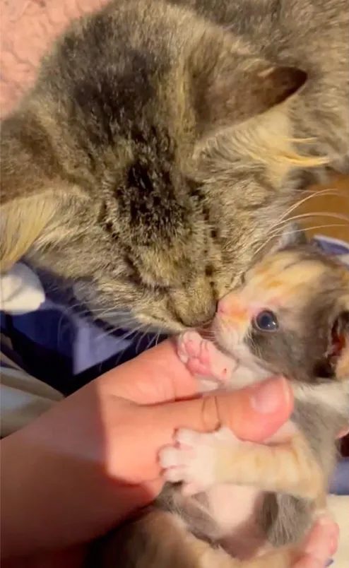 Blind cat with her little kitty