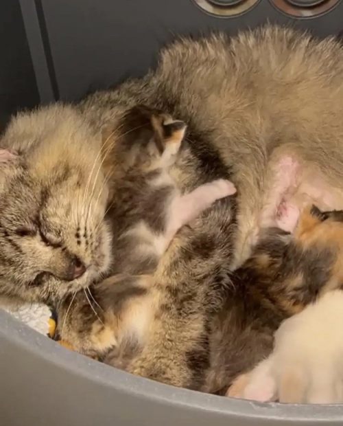 Newborn cats with their blind mom