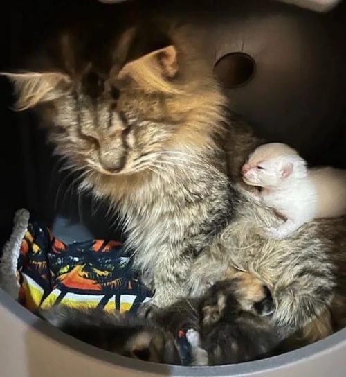 Mom blind cat with her newborn kittens 