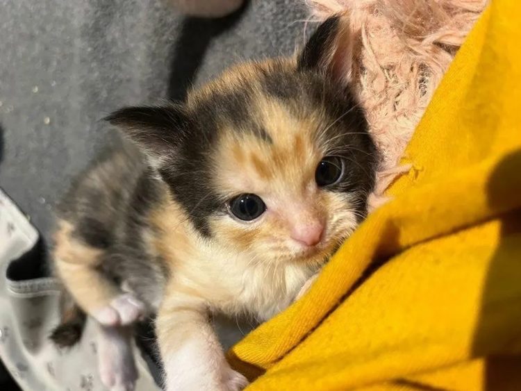 Cute little kitty wants to be adopted 