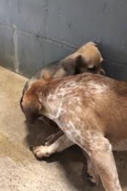 Dog hiding her baby because she was scared 