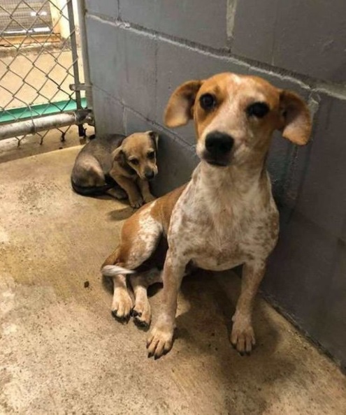 Dog with her baby at the shelter all frightened 