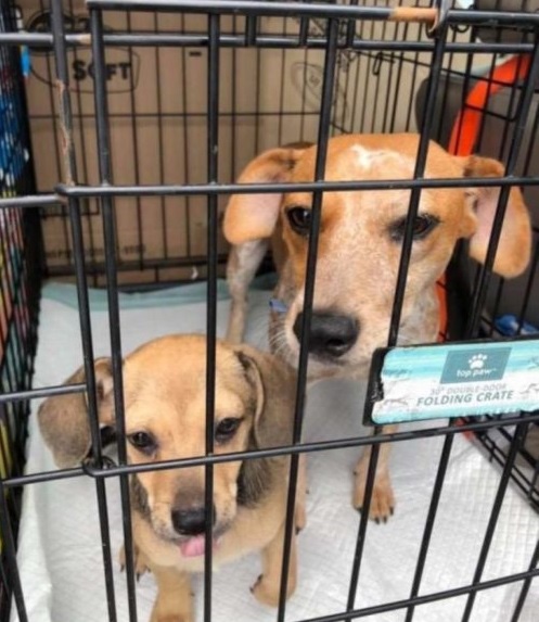 Mother and daughter dog waiting for adoption 