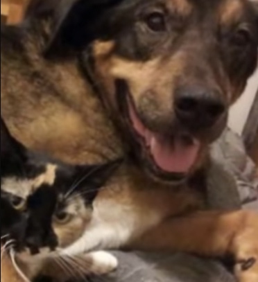 Cat and dog being best friends 