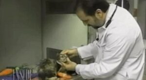 Cat at the vet after being burn from a fire