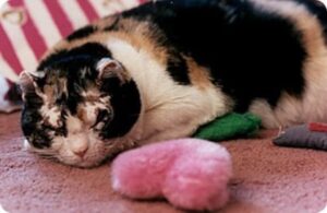 Cat passed away after 15 years of life