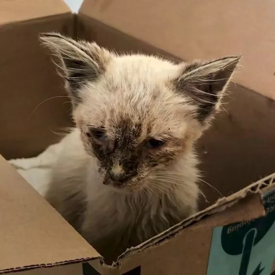 Stray kitty in bad health condition