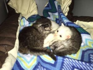 Three orphan kittens were found 