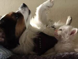 Little cat adopted playing with her new dog brother