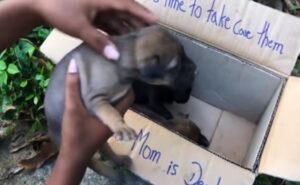 Threes little abandoned puppies found in a box on the road