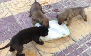 A boy rescued three little puppies because their mother died