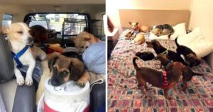 Stray man and his 11 stray rescued dogs were helped by a shelter 