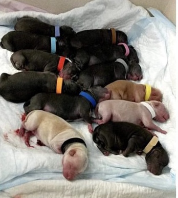 New born, undeveloped puppies