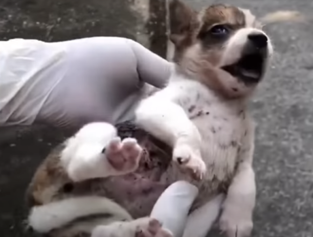 Little puppy found screaming to death because of pain