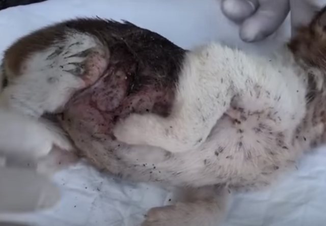 Poor puppy was found in the streets malnourished,full of infections 