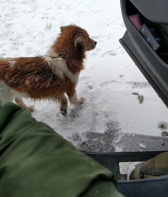 Dog thrown out of the car