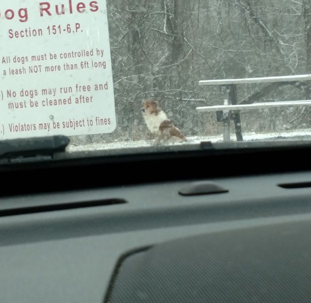 Abandoned faithful dog waiting for his osmosis to return 