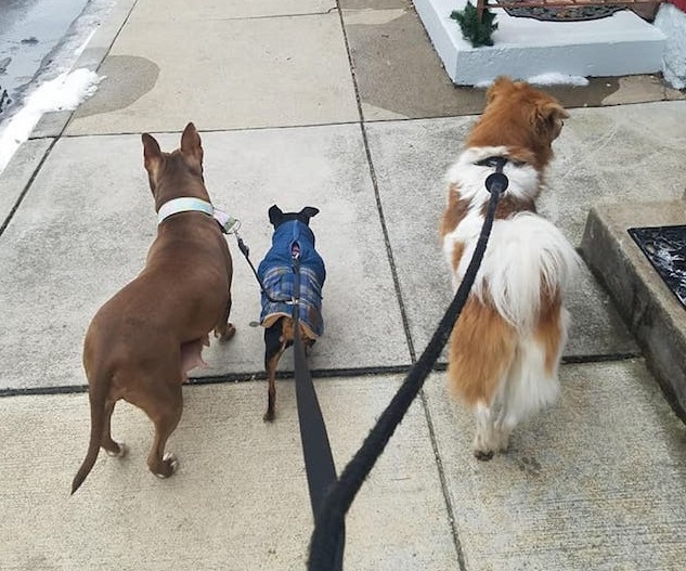 Rescued dog goes for a walk with his friends at the shelter 