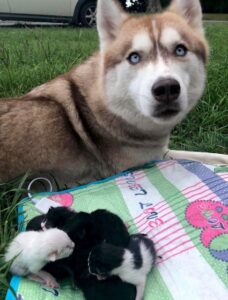 Smart husky found some newborn puppies in the forest