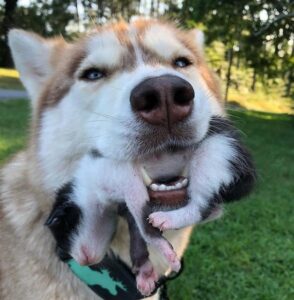 Dog saved some newborn puppies 